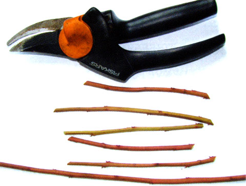 черенки голубики, черенкование голубики, размножение голубики